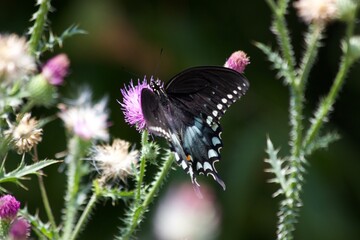 butterfly on a flower