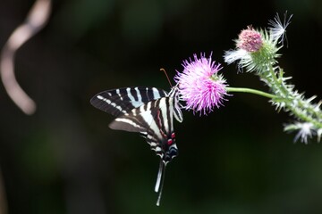 butterfly on thistle