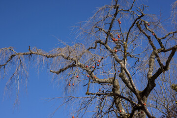 冬の青空と柿の木