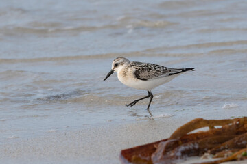 Le bécasseau sanderling