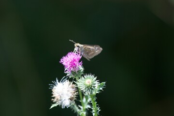 moth on thistle