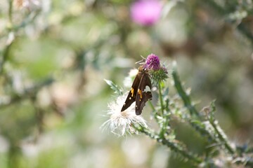 butterfly on thistle