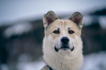 Akita - Winter Siberian Panorama