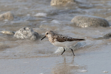 Le bécasseau sanderling