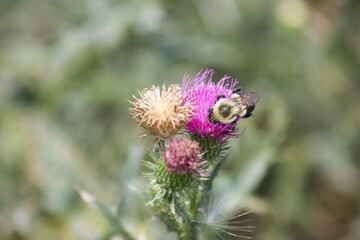 bumblebee on thistle