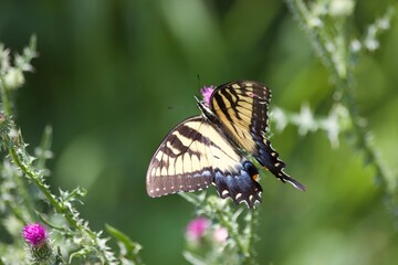 butterfly on a flower