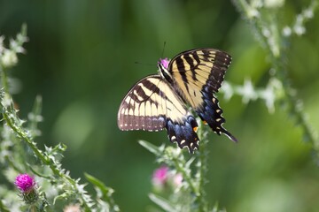 butterfly on a flower