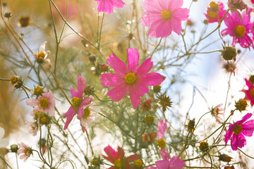 Pink flowers of cosmos on a light background. Flowers close-up on the sky. Bright beautiful summer wallpaper. Garden poster