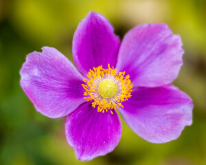 Fototapeta na wymiar Beautiful purple flower close up