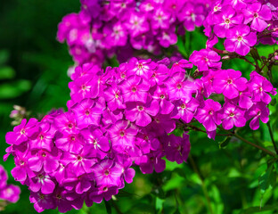 Floral landscape with inflorescences of phlox paniculate pink late blooming close-up.