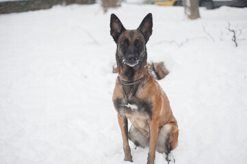 Belgian malinois outdoor play snow winter time