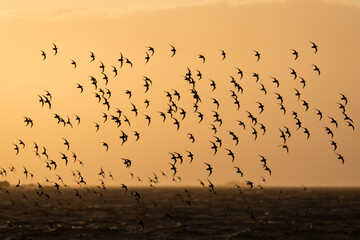 Le bécasseau sanderling