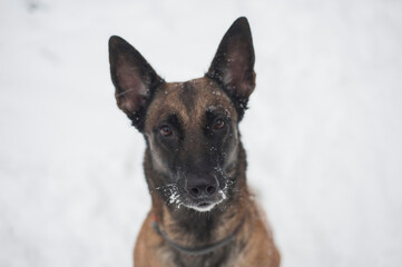 Belgian malinois outdoor play snow winter time