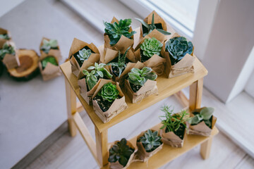Sale of succulents and cacti. Eco package on each pot. Succulents are on a wooden shelf. Gifts for birthday, wedding, Father's Day, Mother's Day, International Women's Day. Indoor plant store.