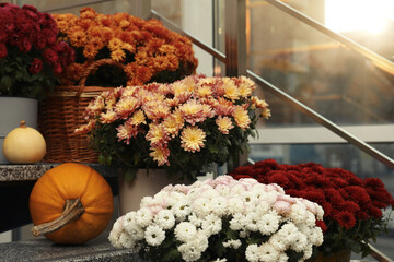 Many fresh chrysanthemum flowers in pots and pumpkins on stairs indoors