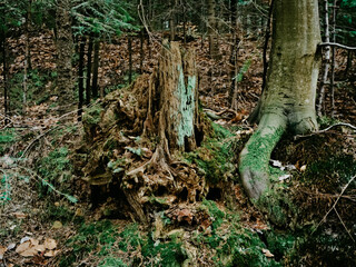 A tree trunk overgrown with moss in the forest