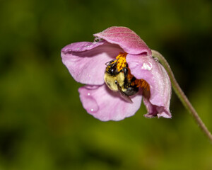 Beautiful pink flower close up, with a honey bee inside