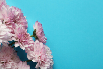 Beautiful chrysanthemum flowers on light blue background, closeup. Space for text