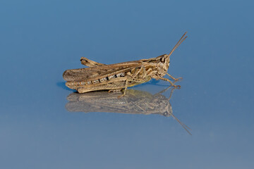 eine Heuschrecke spiegelt sich auf dem Auto