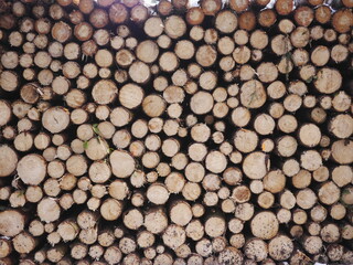 wood firewood