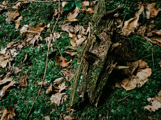 A tree trunk overgrown with moss in the forest