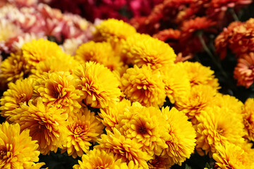 Closeup view of beautiful yellow Chrysanthemum flowers