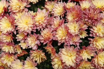 Top view of beautiful color Chrysanthemum flowers