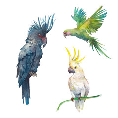 Tropical parrots set. Exotic birds isolated on white background. Watercolor illustration. - 479653350