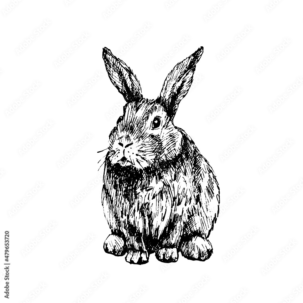 Wall mural Lying rabbit. Vector vintage hatching illustration. Isolated on white