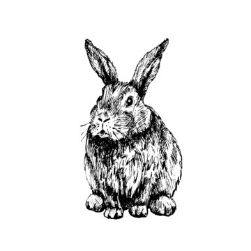Lying rabbit. Vector vintage hatching illustration. Isolated on white