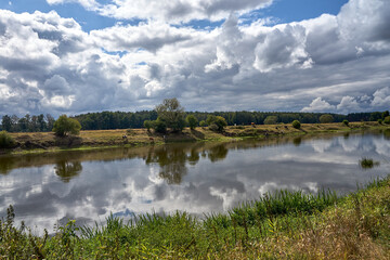 a herd of cows in a pasture by a river during summer