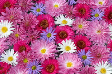Chrysanthemum. Autumn flowers. Beautiful Autumn pink, purple, violet, white chrysanthemum flowers. Postcard, greetings. Banner Spring flowers of different colors .Top view. Texture and background. 