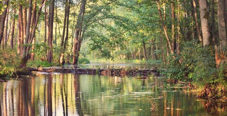 River in a majestic forest. Beaver dam. Summer landscape. Nature, environment, ecosystem © Alex Stemmer