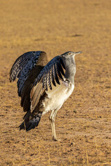 Kori Bustard in the Kgalagadi