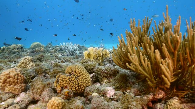 4K 120 fps Slow Motion Seascape with various fish, coral, and sponge in the coral reef of the Caribbean Sea, Curacao