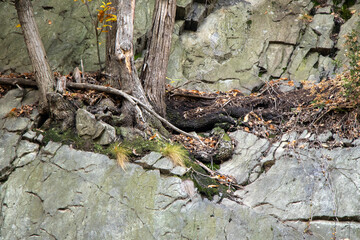 Valle D'Aosta, Italy, beautiful European landscape, tree roots that grew on top of the mountain