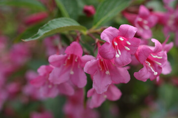 Close-up of Weigela Rosea . Pink flower fully open and closed small flowers with green leaves. Soft focus of bright pink petals.  Nature. Many pink flowers on a bush in the garden. Spring flowers