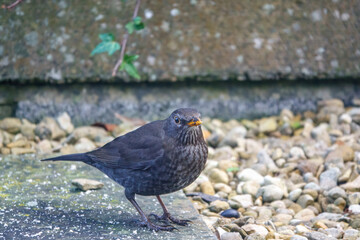 detailed close up of a blackbird (turdus merula) searching for food amongst loose stone 