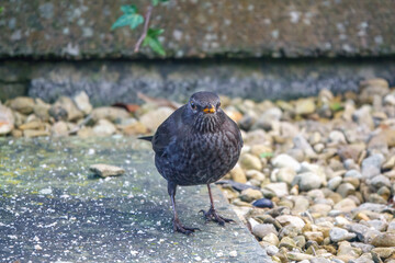 detailed close up of a blackbird (turdus merula) searching for food amongst loose stone 