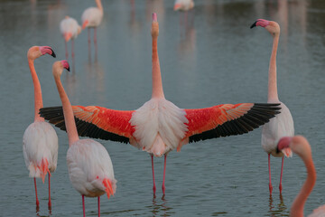 Flamingos in the Carmague, France © Karl Allen Lugmayer