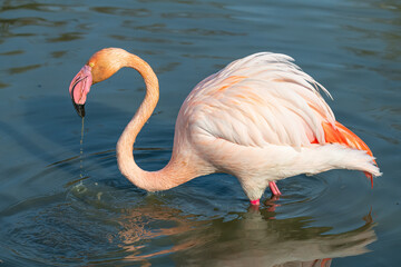 Fototapeta premium Flamingos in the Carmague, France