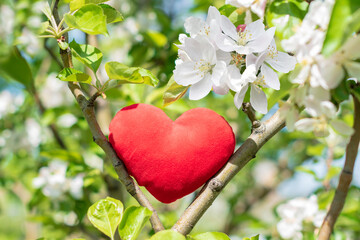 Red heart in apple blossoms.Concept about love and relationship.Valentine's Day concept