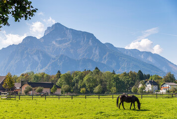 A horse grazes in a pasture at the base of a mountain in Salzburg Austria.