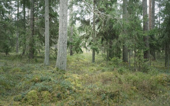 Panoramic view of the majestic evergreen forest. Mighty pine and spruce trees, moss, fern, plants. Fog, mist, soft sunlight. Atmospheric landscape. Nature, environment, ecology. Sweden, Scandinavia