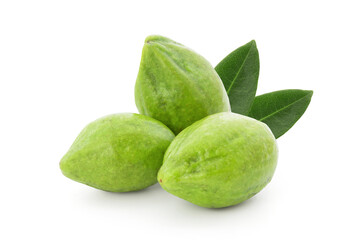 Terminalia chebula or chebulic myrobalans, fruits isolated on white background with clipping path.