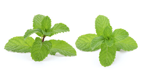 Kitchen mint or marsh mint green leaves isolated on white background with clipping path.