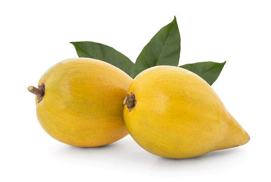 Canistel or Pouteria campechiana fruits isolated on white background with clipping path.