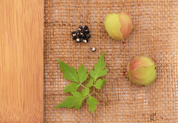 Balloon vine placed on sackcloth isolated on white background.top view.