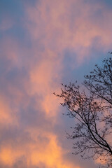 Portion of a tree in silhouette against a blue and orange morning sky
