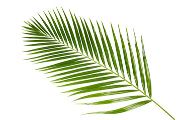 Obraz premium Bamboo Palm branch green leave isolated on white background with clipping path.